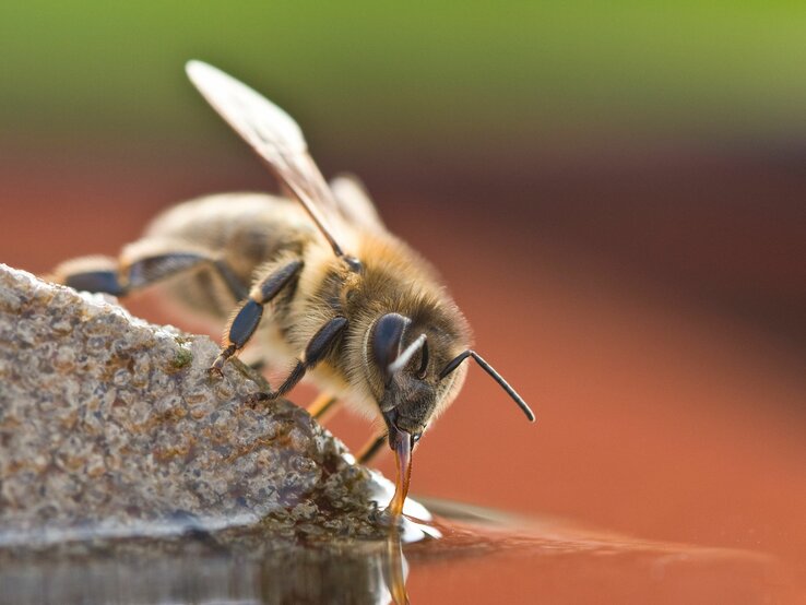 Nahaufnahme einer Biene beim Trinken auf einem grauen, porösen Stein, vor unscharfem roten Hintergrund.
