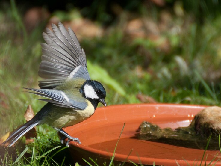 Eine Kohlmeise spreizt die Flügel, während sie auf einer DIY-Vogeltränke in einem sonnigen Garten landet.
