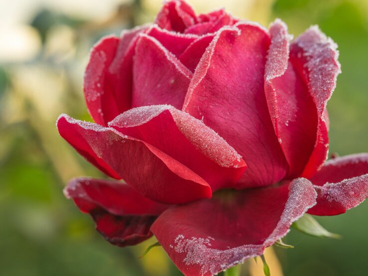 Eine prächtige rote Rose, bedeckt mit frostigen Eiskristallen, im sanften Morgenlicht.