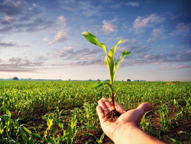 Hand hält junge Maispflanze mit Erde vor endlosem Feld unter blauem Himmel